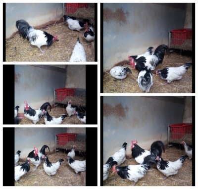 capture1-16-2017_30347_PM.jpeg (96.73 KiB) Osservato 698 volte capture1-16-2017_30347_PM.jpeg