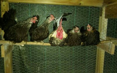 1479452403832.jpg 1479452403832.jpg