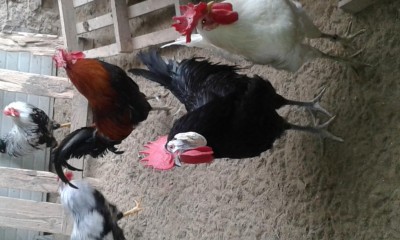 20170303_132651.jpg (82.82 KiB) Osservato 456 volte 20170303_132651.jpg