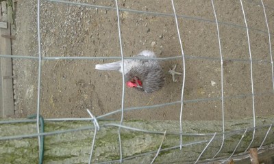 20170303_131521.jpg (110.97 KiB) Osservato 456 volte 20170303_131521.jpg