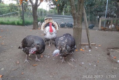 image.jpg (121.03 KiB) Osservato 1804 volte image.jpg