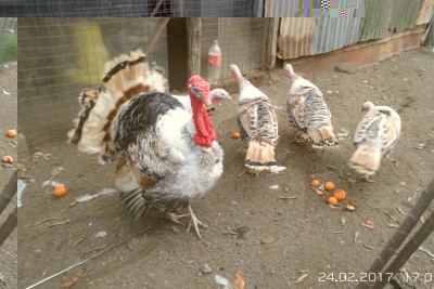 image.jpg (118.46 KiB) Osservato 1804 volte image.jpg