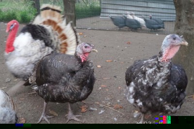 image.jpg (98.84 KiB) Osservato 1803 volte image.jpg