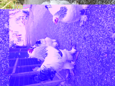 20170227_155538.jpg (170.74 KiB) Osservato 771 volte 20170227_155538.jpg