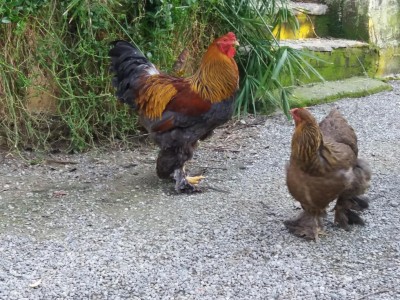 20170205_165502.jpg (187.46 KiB) Osservato 606 volte 20170205_165502.jpg