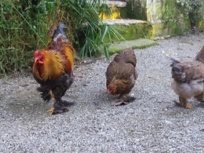 20170205_165454.jpg (141.18 KiB) Osservato 606 volte 20170205_165454.jpg