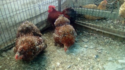 Uova disponibili una dozzina / IMG_20170225_142113.jpg IMG_20170225_142113.jpg