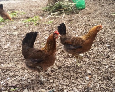 IMG_20170226_141437.jpg (232.19 KiB) Osservato 889 volte IMG_20170226_141437.jpg