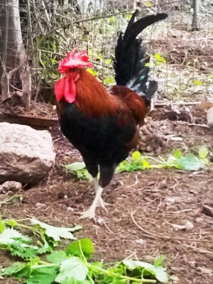 IMG_20161217_101610.jpg (138.25 KiB) Osservato 889 volte IMG_20161217_101610.jpg