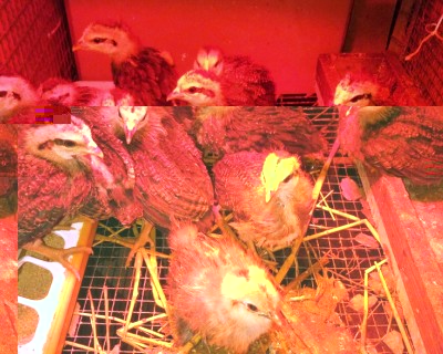 IMG_20170316_192631.jpg (231.12 KiB) Osservato 889 volte IMG_20170316_192631.jpg