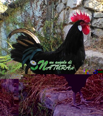 valdarno.jpg (177.87 KiB) Osservato 773 volte valdarno.jpg