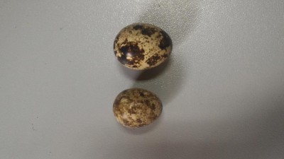 P_20170408_163642.jpg (58.61 KiB) Osservato 1450 volte P_20170408_163642.jpg