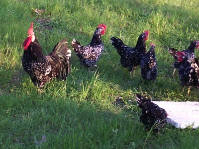 G7.jpg (157.03 KiB) Osservato 1267 volte G7.jpg