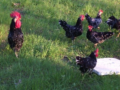 G8.jpg (154.88 KiB) Osservato 1267 volte G8.jpg