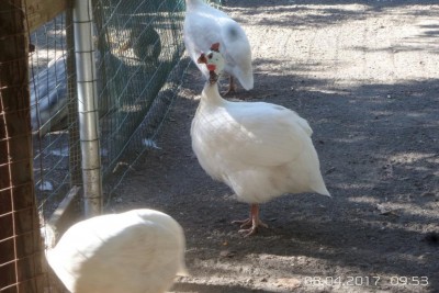 image.jpg (112.01 KiB) Osservato 1035 volte image.jpg