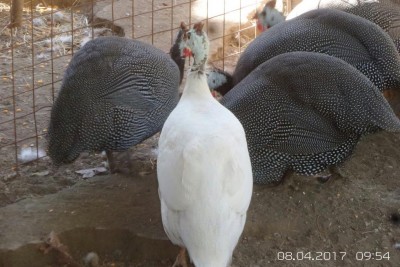 image.jpg (111.15 KiB) Osservato 1035 volte image.jpg