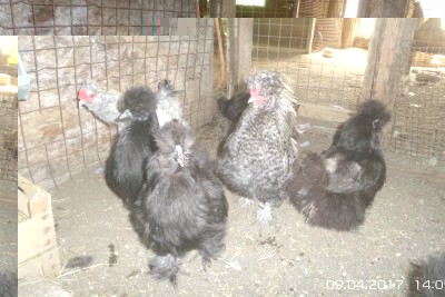 image.jpg (115.11 KiB) Osservato 1035 volte image.jpg