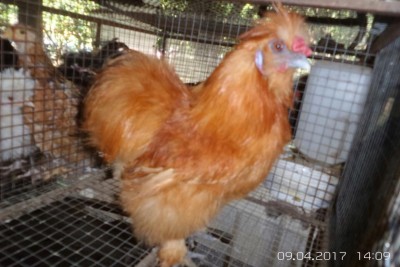 image.jpg (78.32 KiB) Osservato 1033 volte image.jpg