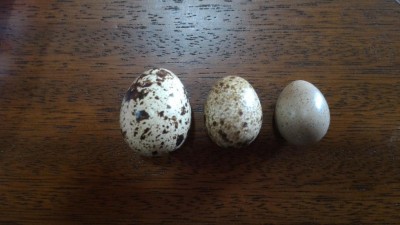 Quello di quaglia da carne è a sinistra quello di quaglia da volo al centro e quello di quaglia cinese a destra / P_20170424_110317.jpg P_20170424_110317.jpg