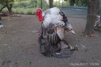 image.jpg (114.31 KiB) Osservato 1311 volte image.jpg