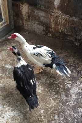 IMG_8313.JPG (136.91 KiB) Osservato 638 volte IMG_8313.JPG