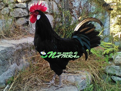 Gallo Valdarno / valdarno1-of.jpg valdarno1-of.jpg