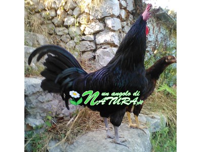 Gallo Valdarno / valdarno2-of.jpg valdarno2-of.jpg