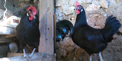 gallina-valdarno.jpg (67.55 KiB) Osservato 981 volte gallina-valdarno.jpg