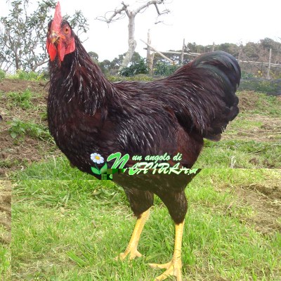 Gallo Rhode Island Red / rhode-island.jpg rhode-island.jpg
