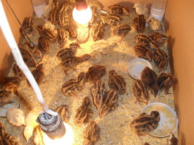 nate ieri notte! / 17128.jpg 17128.jpg