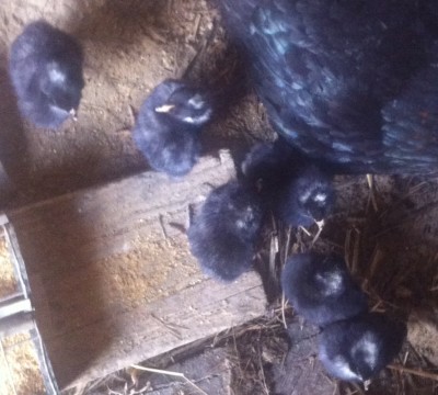 Amrocks 2017.jpeg (268.09 KiB) Osservato 1344 volte Amrocks 2017.jpeg