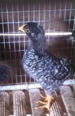 image.jpg (93.25 KiB) Osservato 1478 volte image.jpg