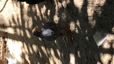 IMG_0086.JPG (80.09 KiB) Osservato 1272 volte IMG_0086.JPG