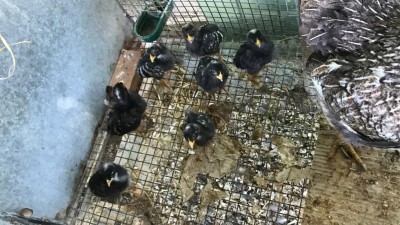 IMG_0083.JPG (133.95 KiB) Osservato 1258 volte IMG_0083.JPG