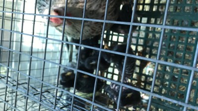 IMG_0084.JPG (86.72 KiB) Osservato 1258 volte IMG_0084.JPG