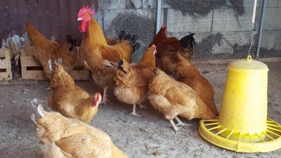 IMG-20171014-WA0000.jpg (106.48 KiB) Osservato 903 volte IMG-20171014-WA0000.jpg