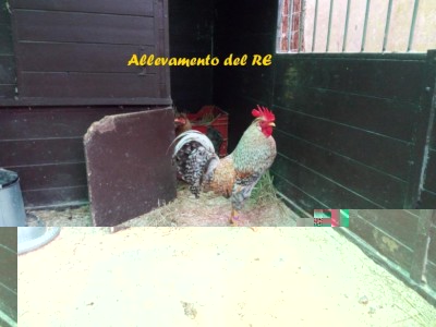 IMG_20170228_155141.jpg (88.3 KiB) Osservato 855 volte IMG_20170228_155141.jpg