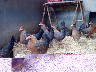 IMG_20171125_143549.jpg (104.67 KiB) Osservato 855 volte IMG_20171125_143549.jpg