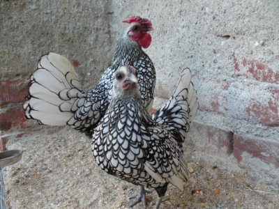 P1040757 (FILEminimizer).JPG (147.6 KiB) Osservato 826 volte P1040757 (FILEminimizer).JPG