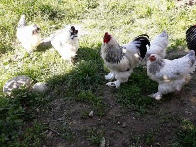 FB_IMG_1521361615620.jpg (80.18 KiB) Osservato 630 volte FB_IMG_1521361615620.jpg