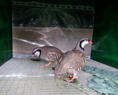 IMG-20180317-WA0016.jpg (99.02 KiB) Osservato 818 volte IMG-20180317-WA0016.jpg