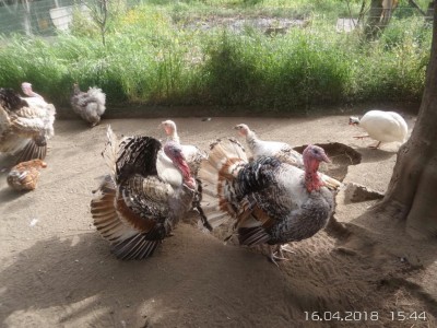 image.jpg (146.64 KiB) Osservato 846 volte image.jpg