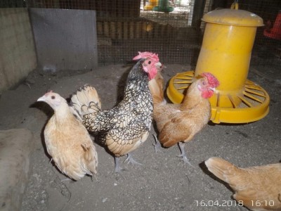 image.jpg (108.6 KiB) Osservato 847 volte image.jpg