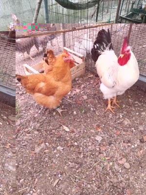 IMG_20180501_102319.jpg (232.33 KiB) Osservato 823 volte IMG_20180501_102319.jpg