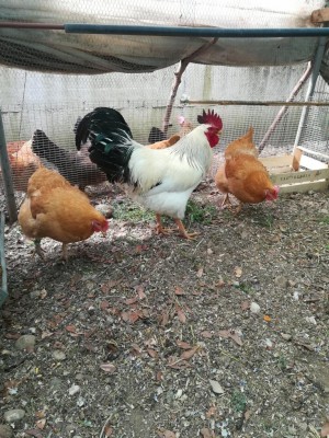 Incrocio ermellinata x lionata / IMG_20180501_100558.jpg IMG_20180501_100558.jpg