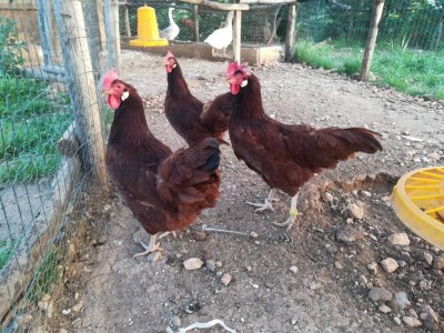 FB_IMG_1525884512936.jpg (171.54 KiB) Osservato 872 volte FB_IMG_1525884512936.jpg