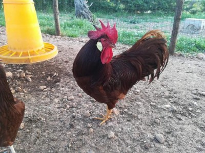 FB_IMG_1525884505530.jpg (158.46 KiB) Osservato 872 volte FB_IMG_1525884505530.jpg