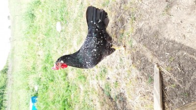 20180502_111830.jpg (145.96 KiB) Osservato 885 volte 20180502_111830.jpg