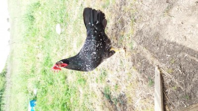 20180502_111827.jpg (144.74 KiB) Osservato 833 volte 20180502_111827.jpg