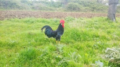 IMG-20180506-WA0001.jpg (141.87 KiB) Osservato 885 volte IMG-20180506-WA0001.jpg